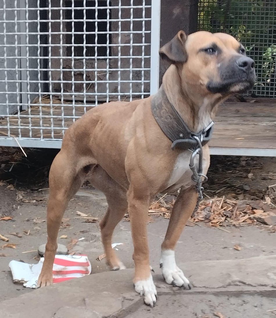 Photo of the dog