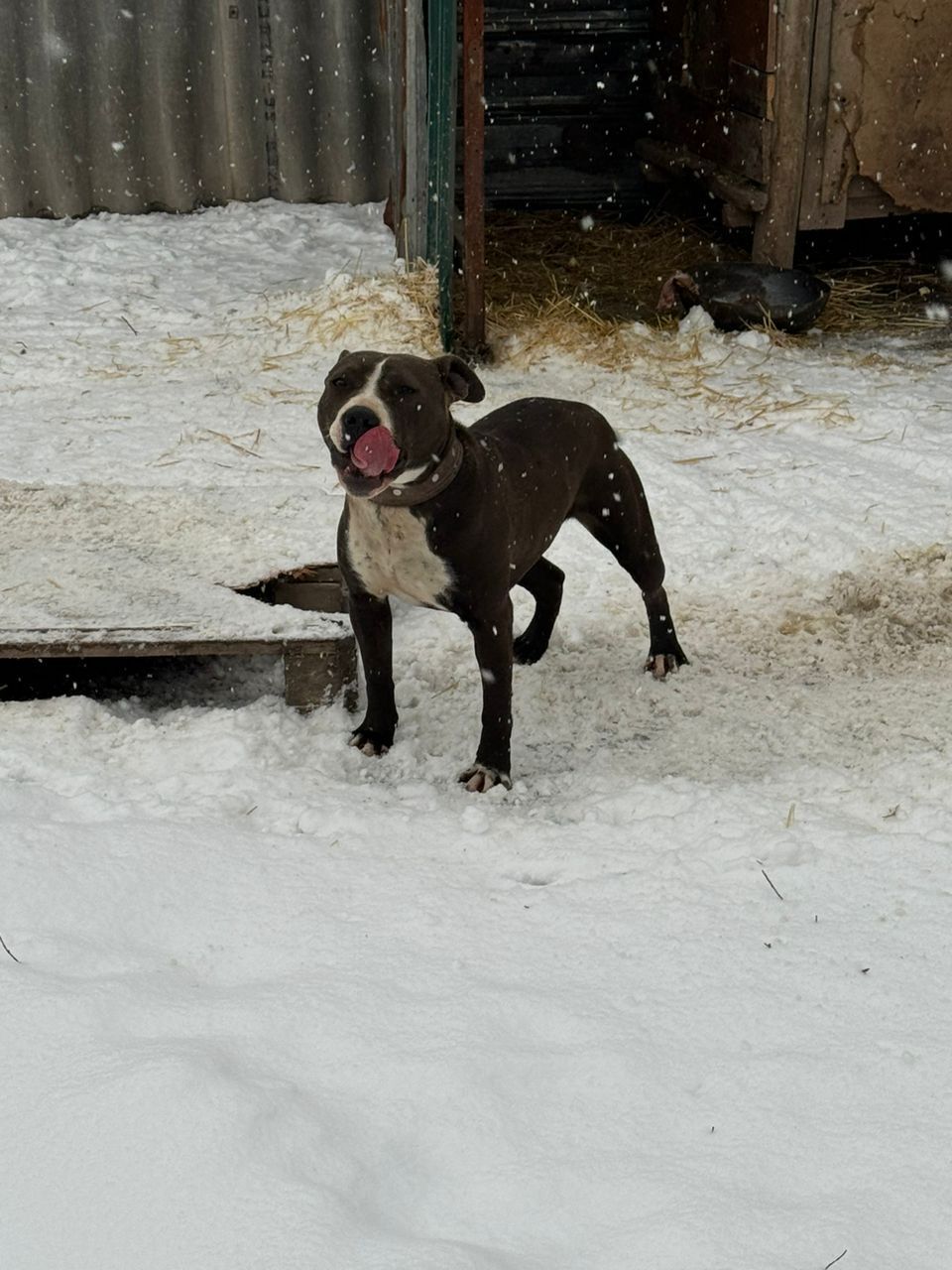 Photo of the dog