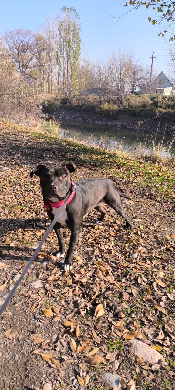 Photo of the dog