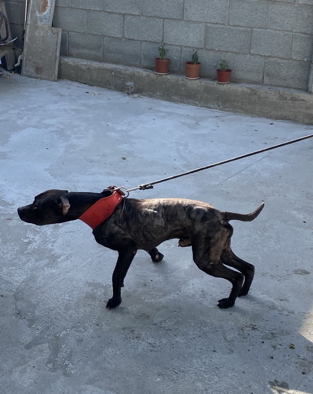 Photo of the dog