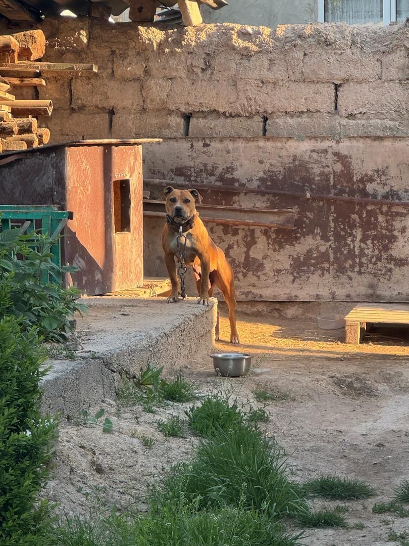 Photo of the dog