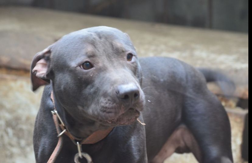 Photo of the dog