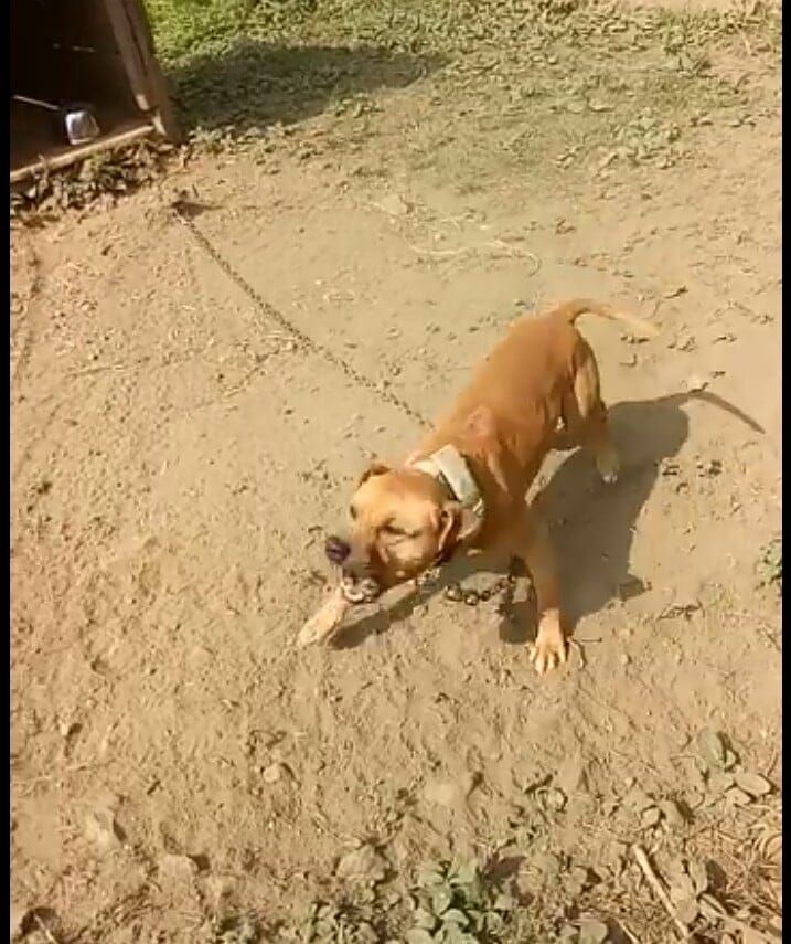 Photo of the dog