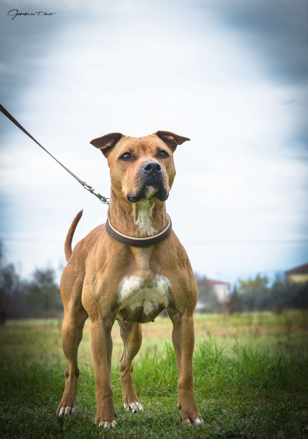 Photo of the dog