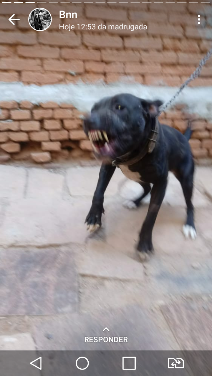 Photo of the dog