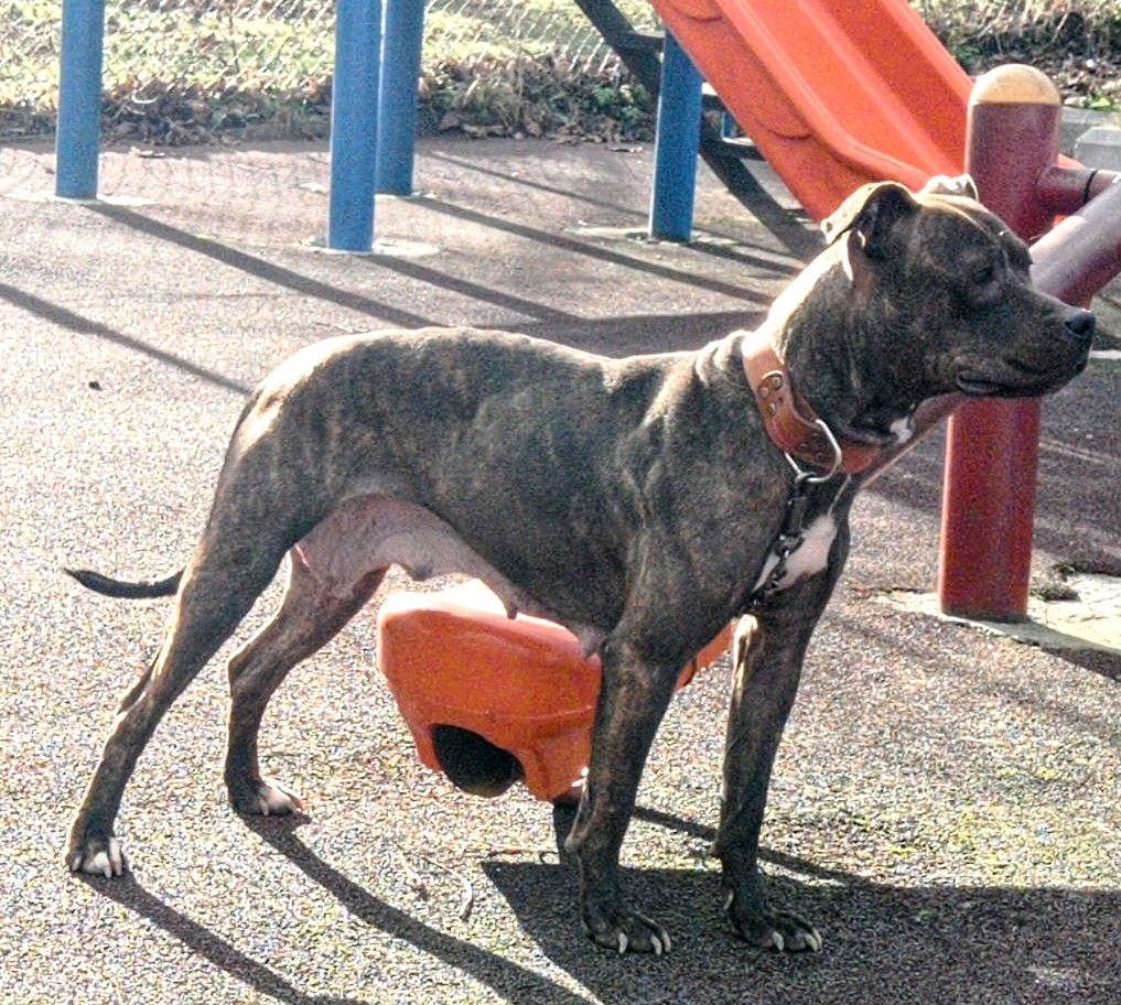 Photo of the dog