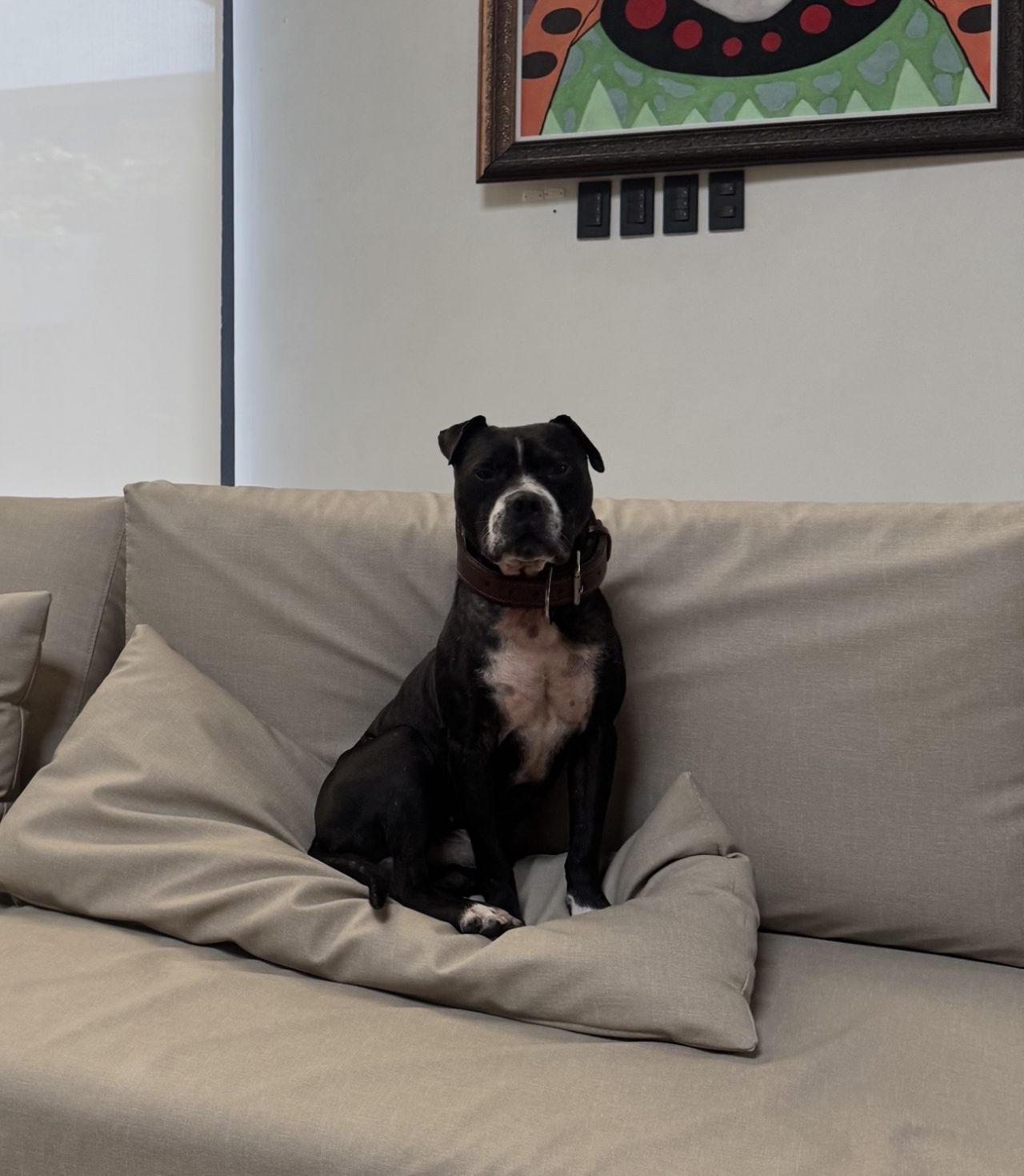 Photo of the dog