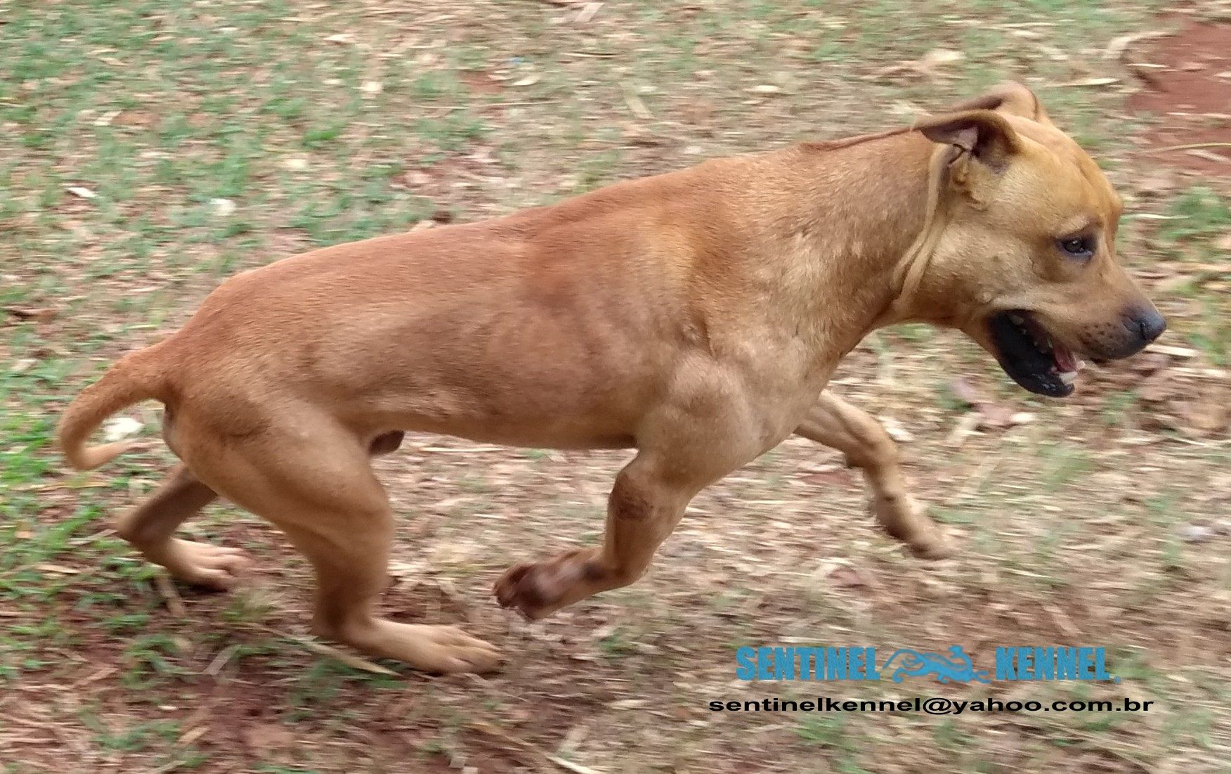 Photo of the dog