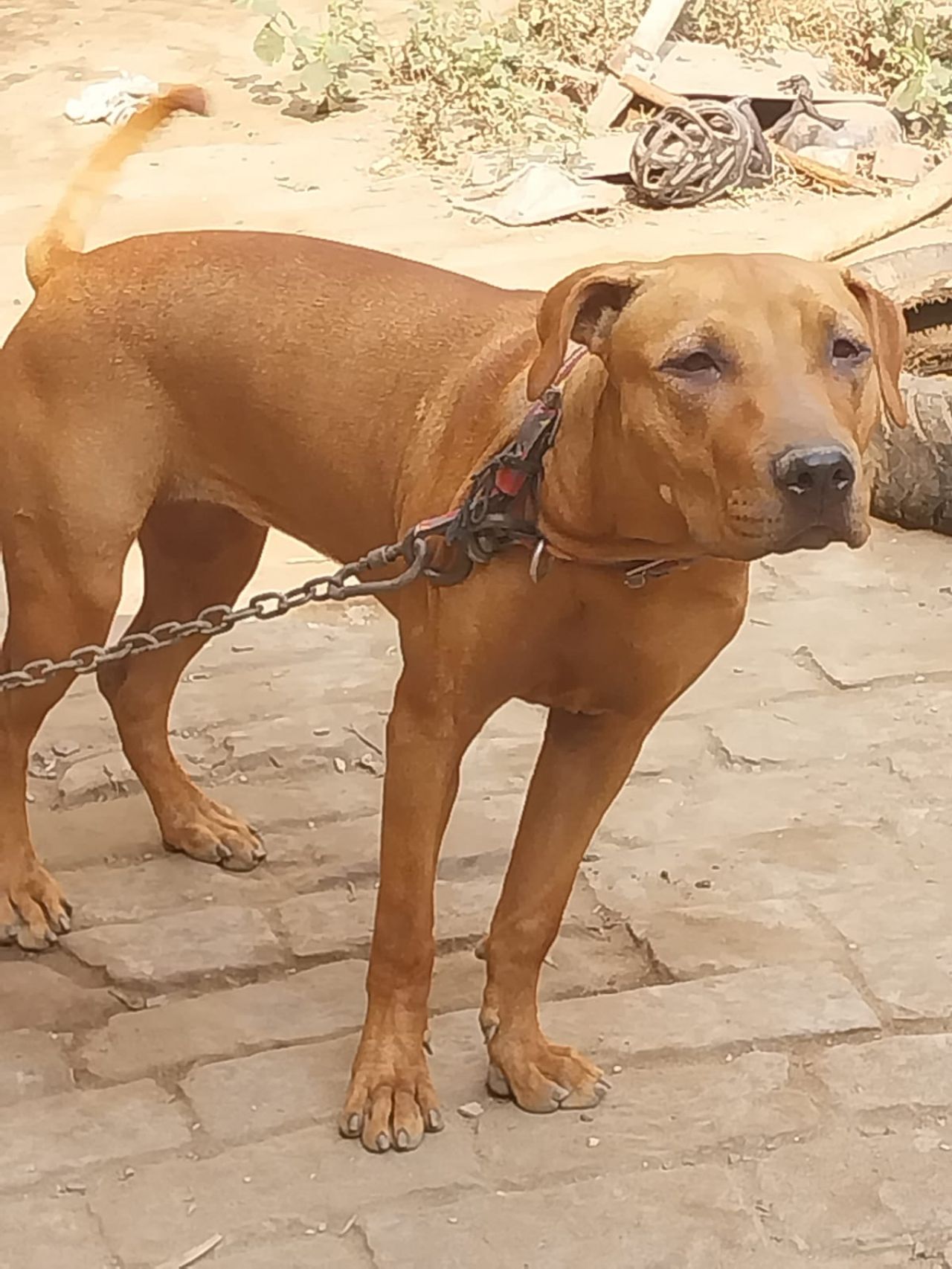 Photo of the dog