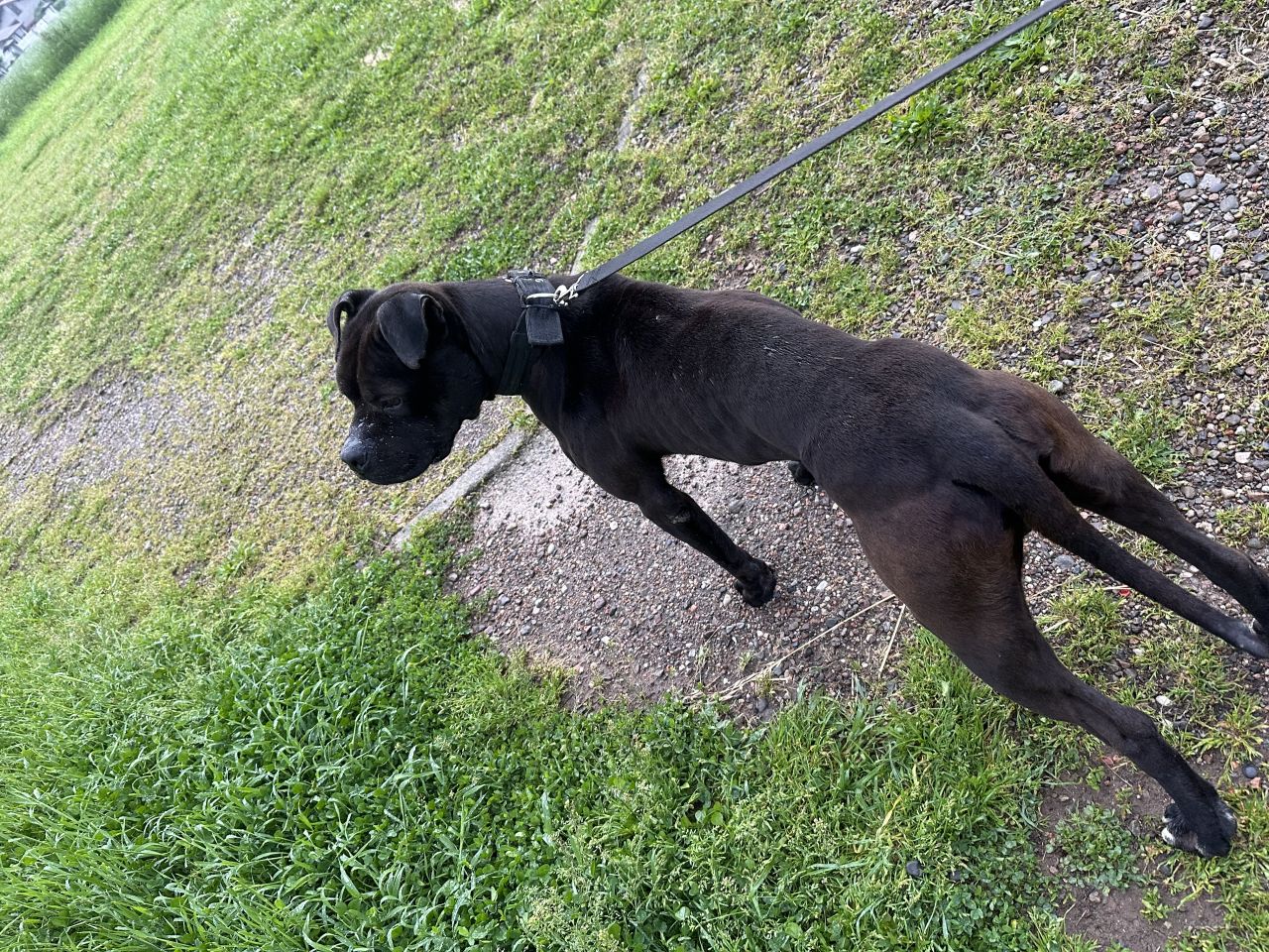 Photo of the dog
