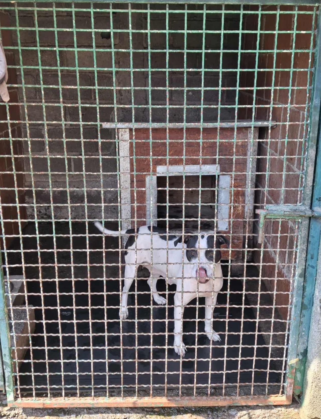 Photo of the dog