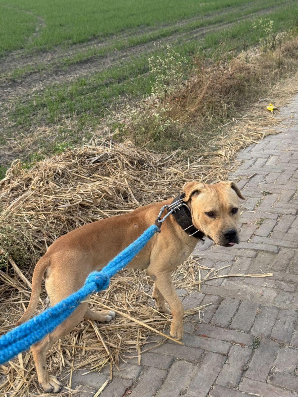 Photo of the dog