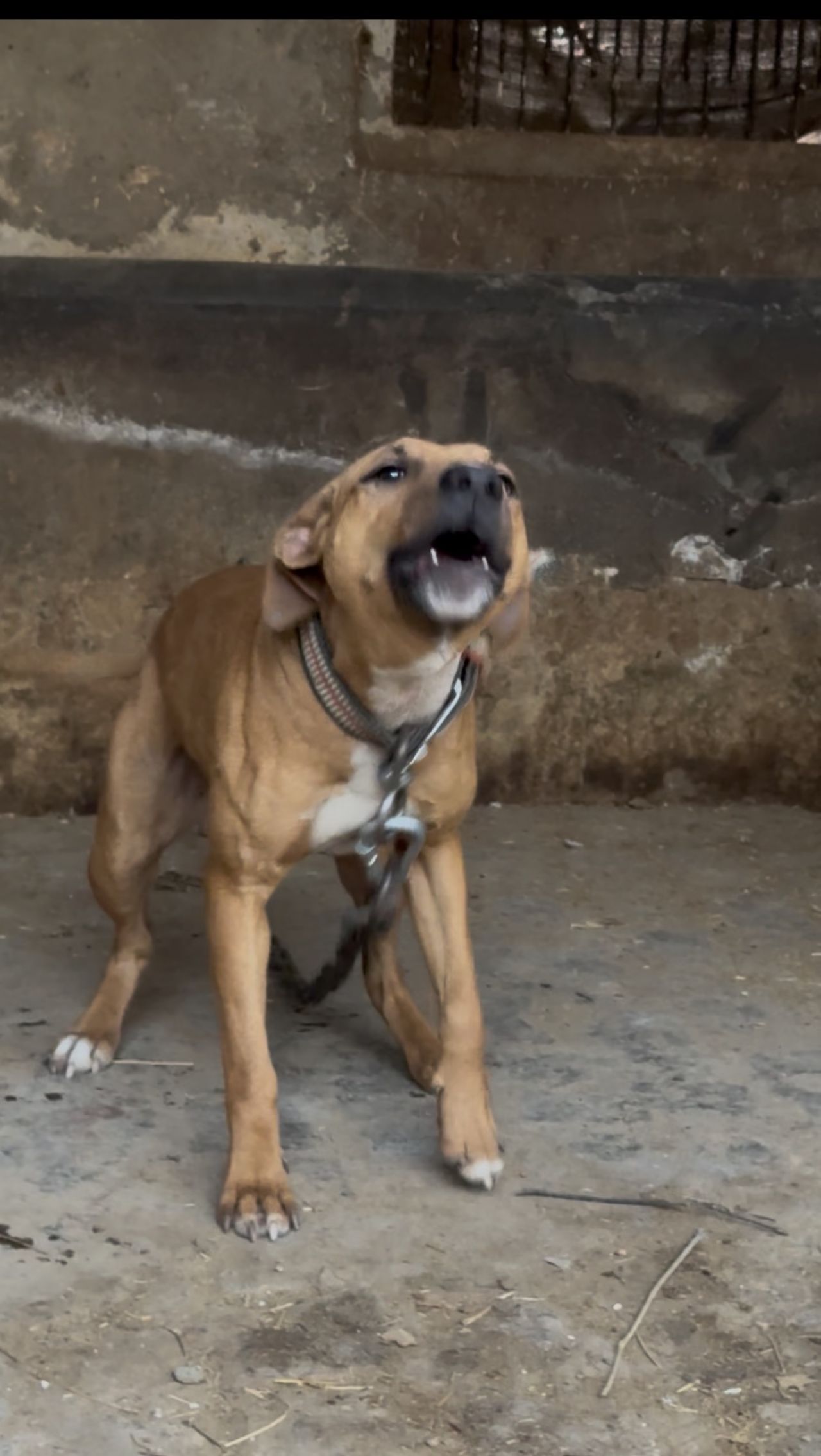 Photo of the dog