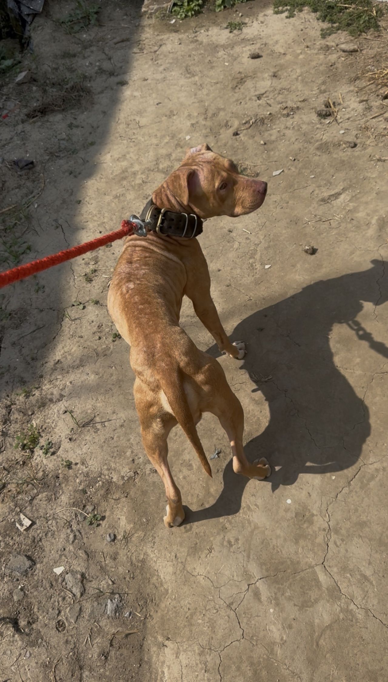 Photo of the dog