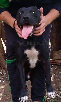 Photo of the dog