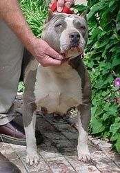 Photo of the dog