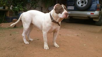 Photo of the dog