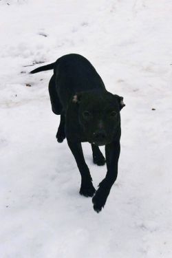 Photo of the dog