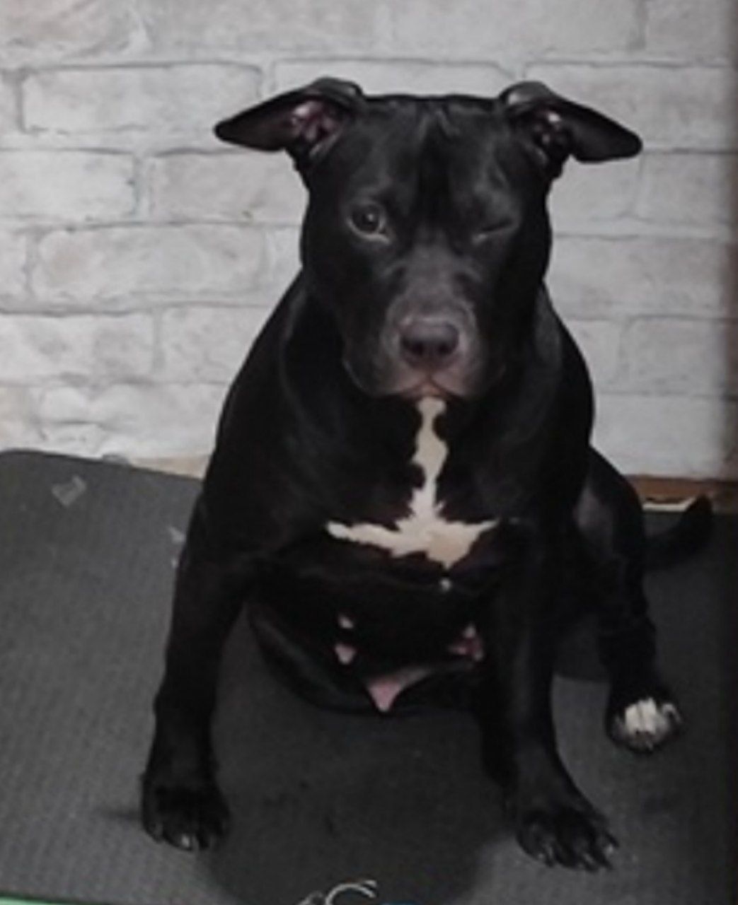 Photo of the dog