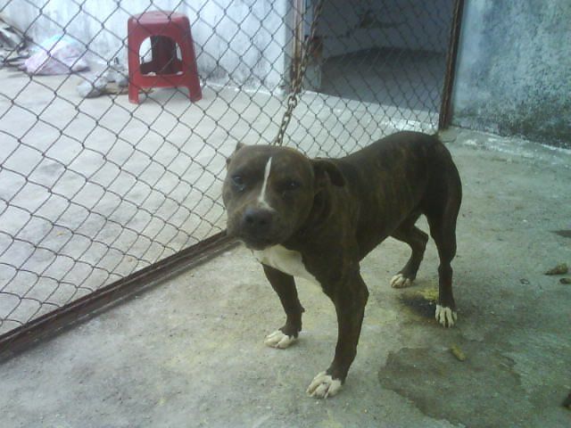 Photo of the dog