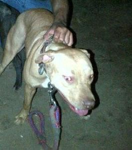 Photo of the dog