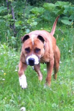 Photo of the dog