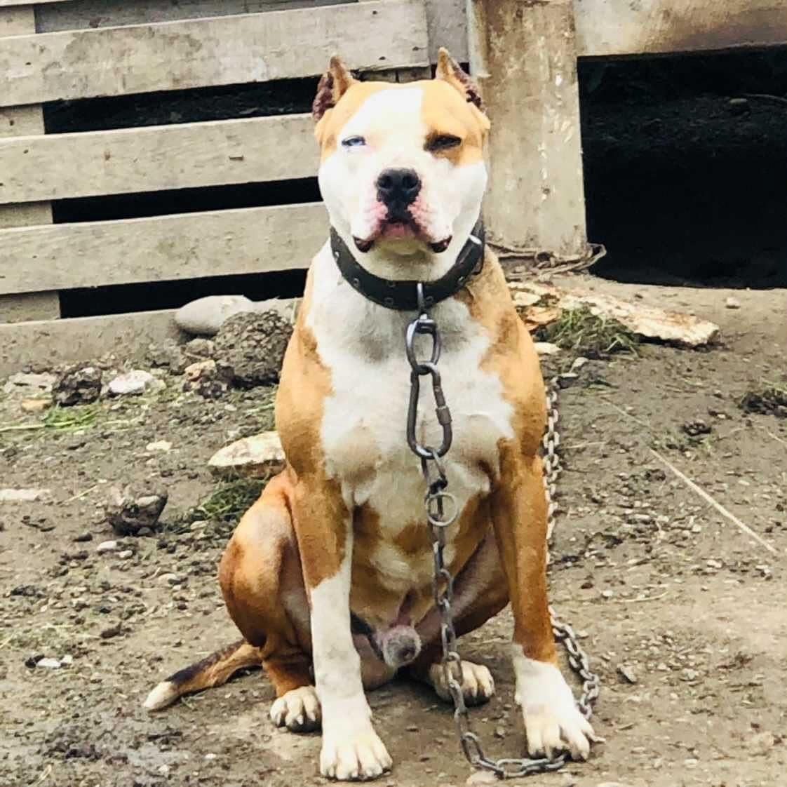 Photo of the dog