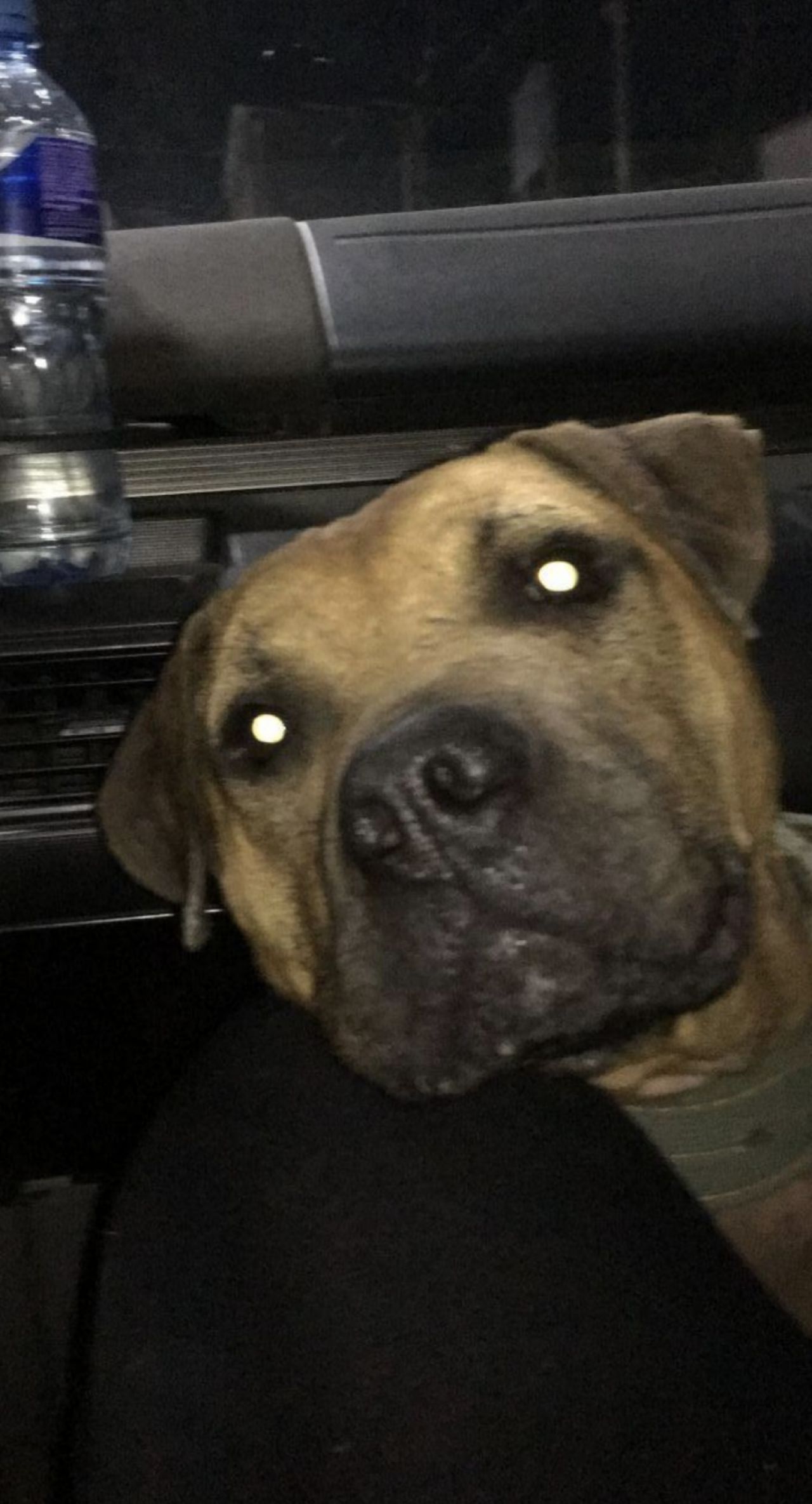 Photo of the dog