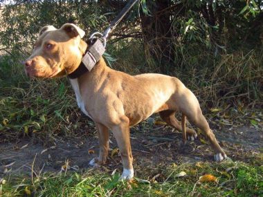 Photo of the dog