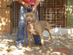 Photo of the dog