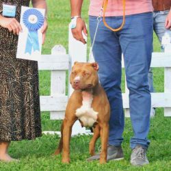 Photo of the dog