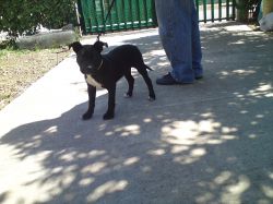 Photo of the dog