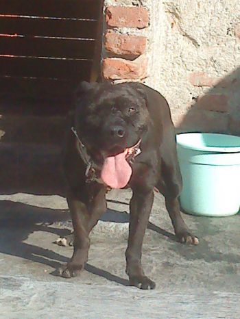 Photo of the dog