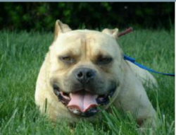 Photo of the dog