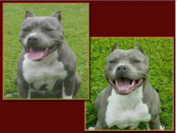 Photo of the dog