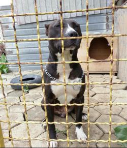 Photo of the dog