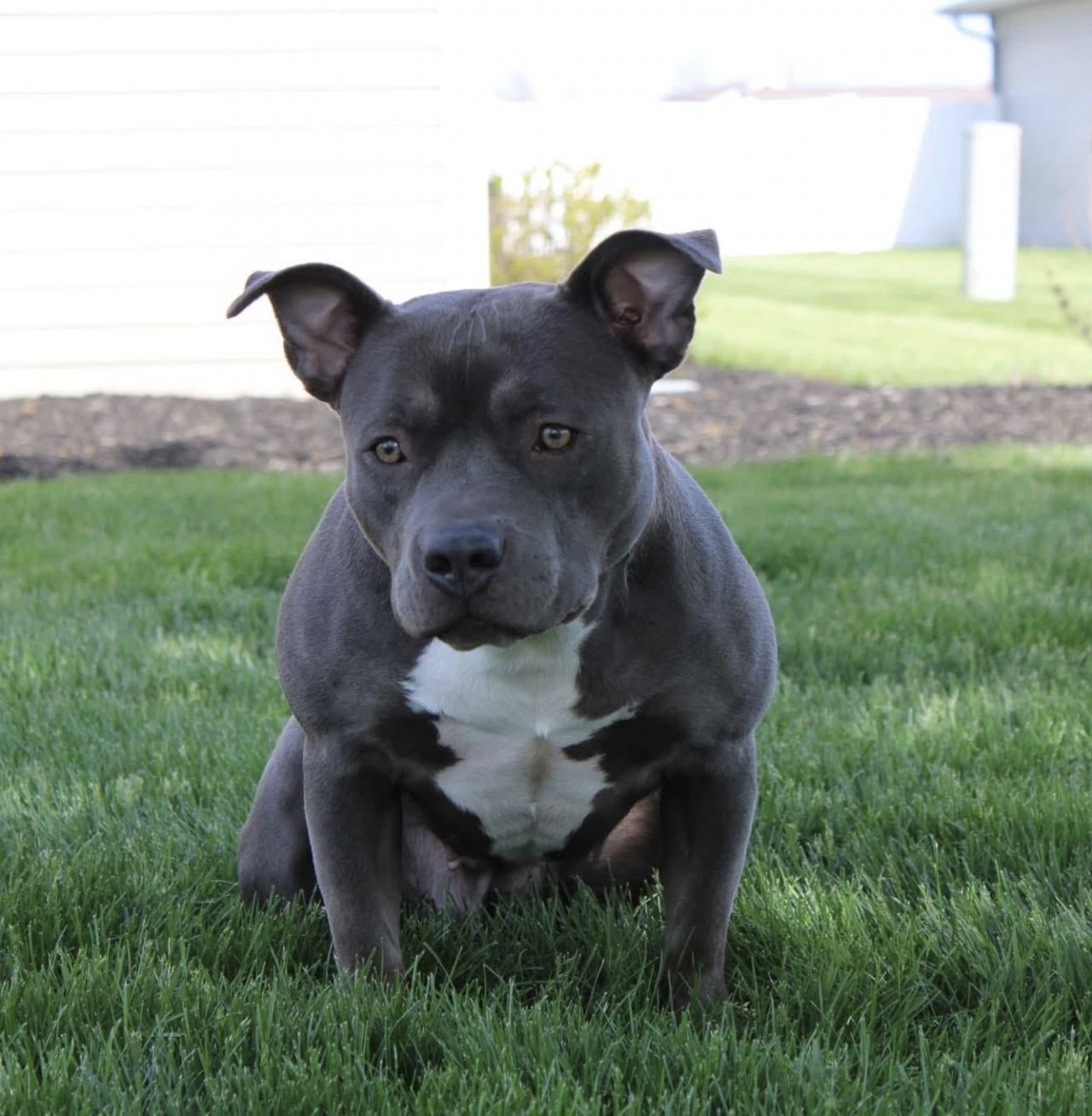 Photo of the dog