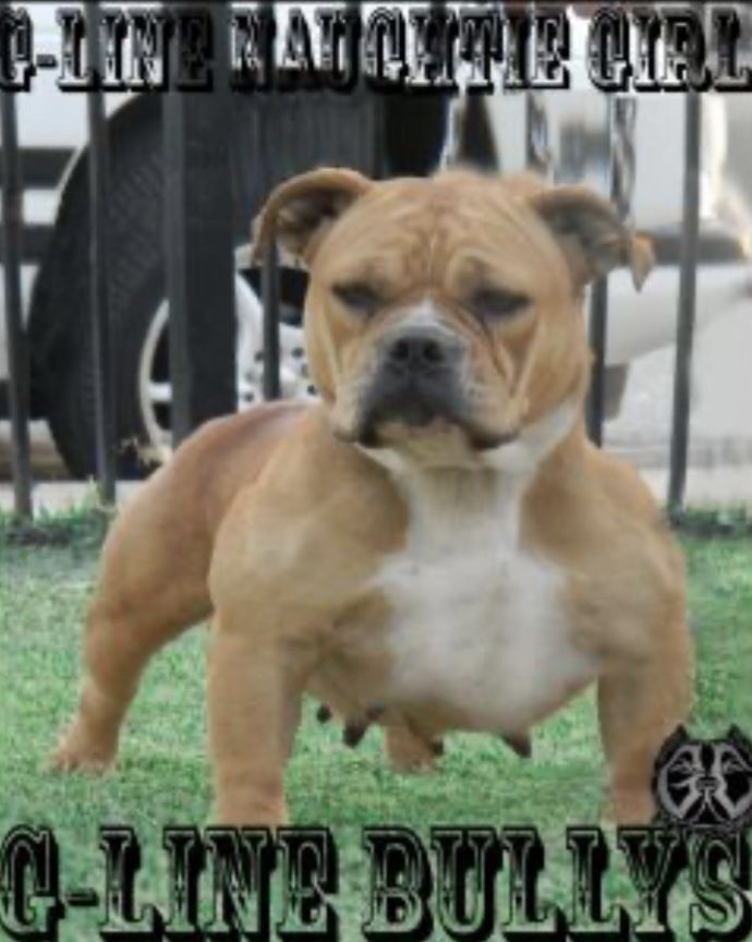 Photo of the dog