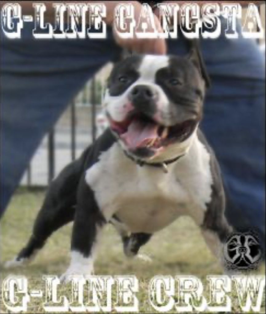 Photo of the dog