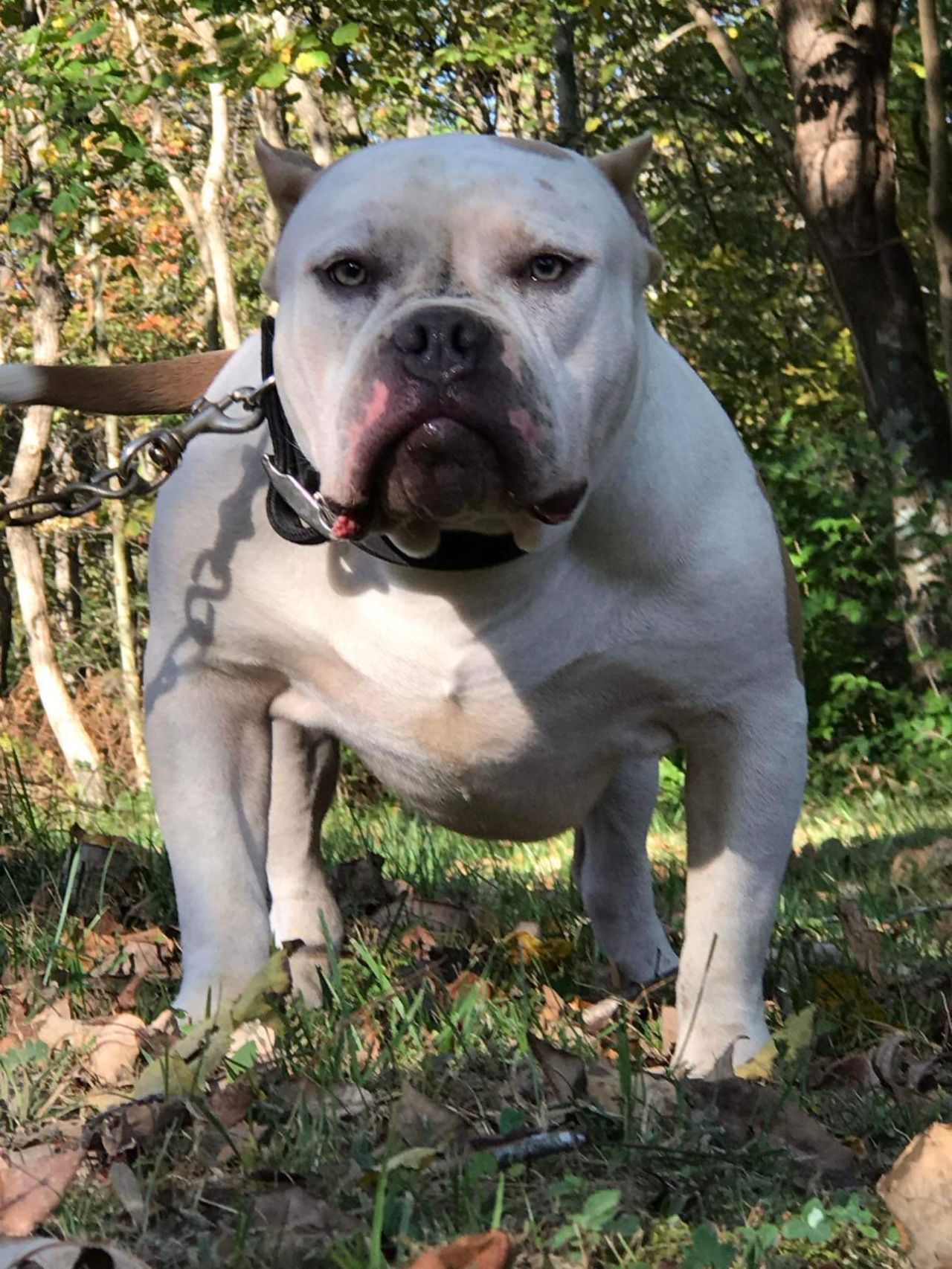 Photo of the dog
