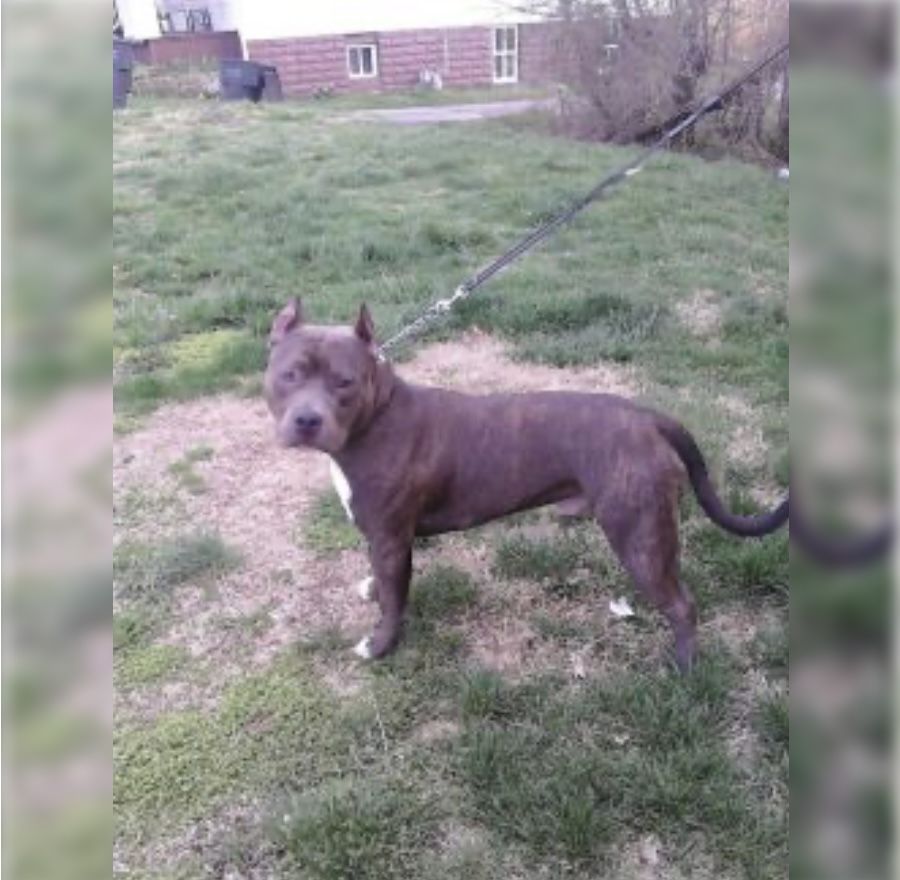 Photo of the dog