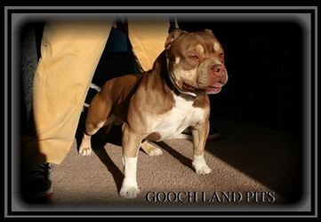 Photo of the dog