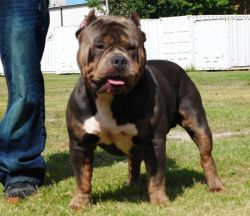 Photo of the dog
