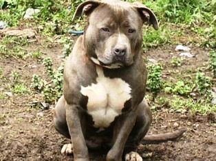 Photo of the dog
