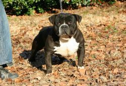 Photo of the dog