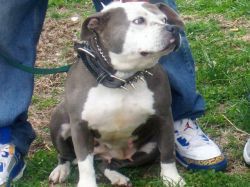 Photo of the dog
