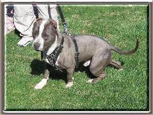 Photo of the dog