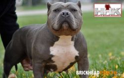 Photo of the dog