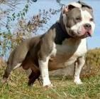 Photo of the dog