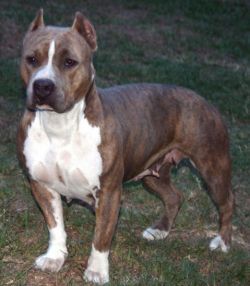 Photo of the dog